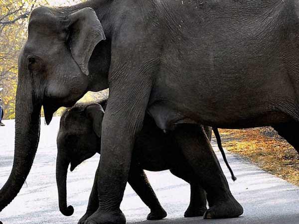குட்டியை பிரித்தனர்