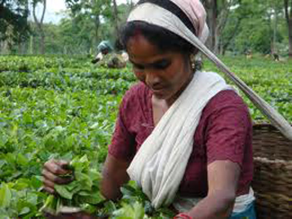 தேயிலை, காபி