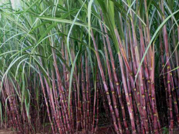 கரும்பு உற்பத்தி குறைவு:
