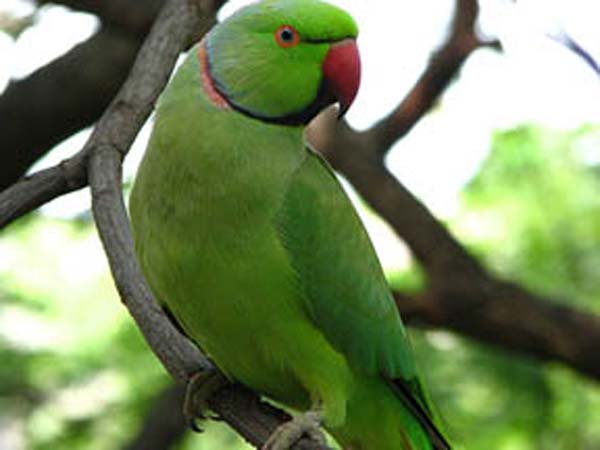 Astrology Parrot confiscated in a five star hotel… Astrology Parrot confiscated in a five star hotel…