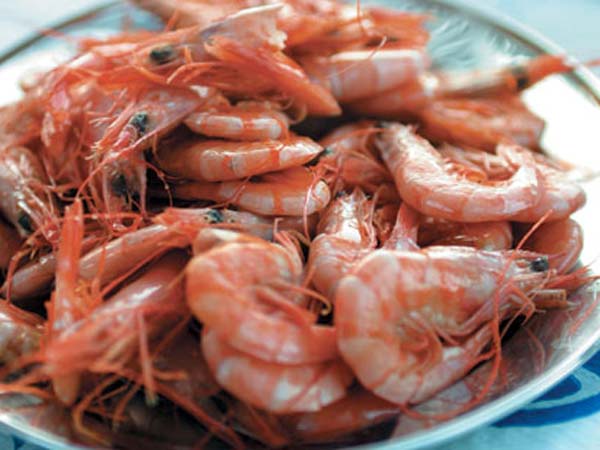 Worms used as medicine to prawn… Worms used as medicine to prawn…