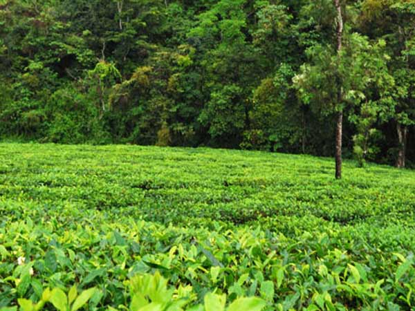 வனத்துறை வழக்குப்பதிவு