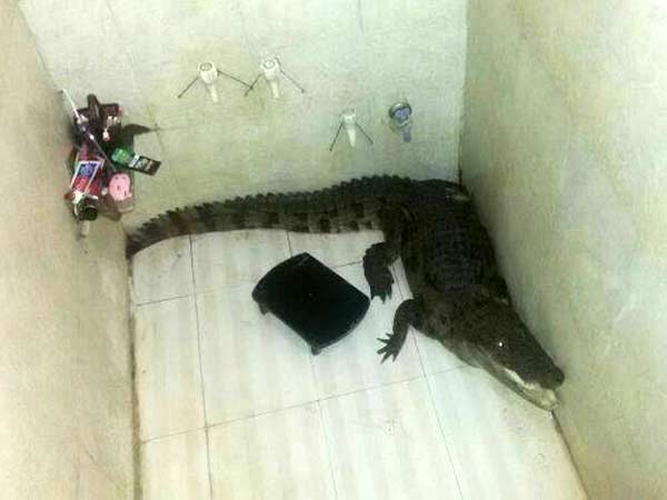 Gujarat family shocked to find a crocodile in bathroom Gujarat family shocked to find a crocodile in bathroom