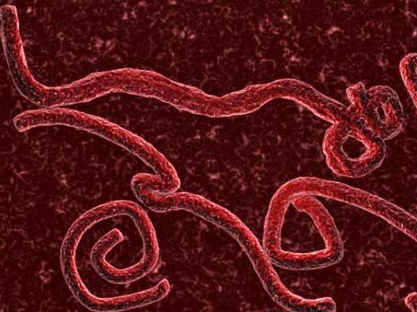 ebola ebola