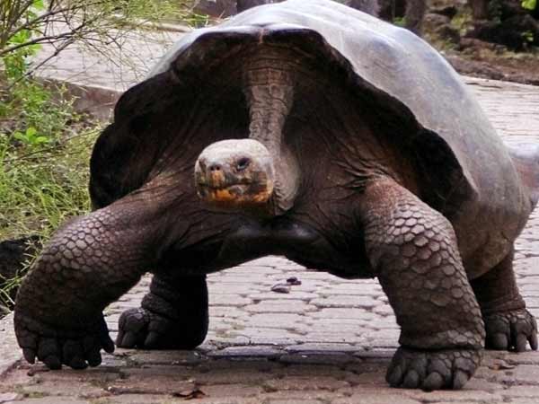 US police detain giant tortoise after brief chase US police detain giant tortoise after brief chase