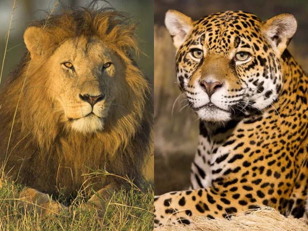 Vandalur people fears for roaming lion… Vandalur people fears for roaming lion…