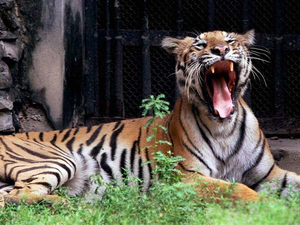 அசைக்க முடியாமல் தவிப்பு: