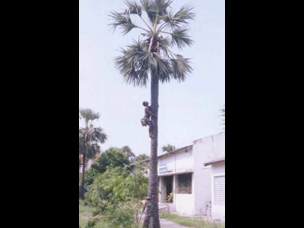 கள் குடித்து குதுகலித்தான்