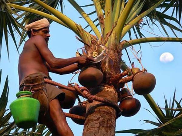 Toddy is not consider as liquor: TN farmers Toddy is not consider as liquor: TN farmers