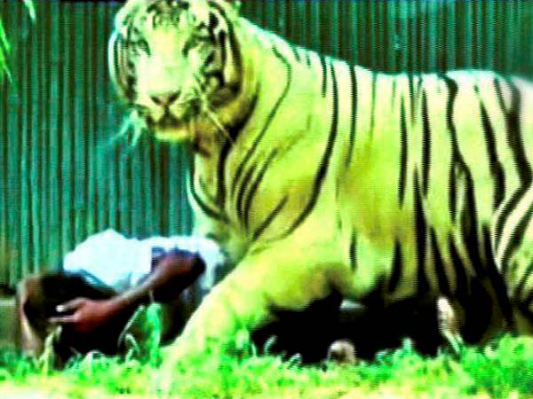 White tiger kills class 12 student inside Delhi zoo White tiger kills class 12 student inside Delhi zoo