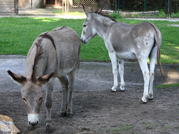 Donkeys reunited in Polish Zoo Donkeys reunited in Polish Zoo