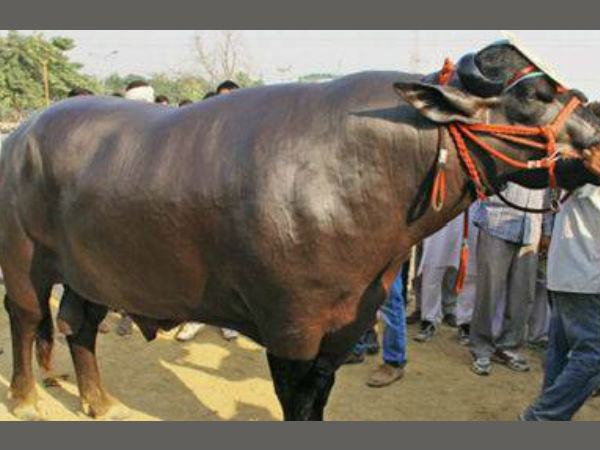 This 1,400kg bull is a cash cow; owner turns down Rs 7 crore offers This 1,400kg bull is a cash cow; owner turns down Rs 7 crore offers