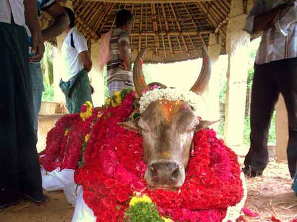 ஜல்லிக்கட்டு அப்பு