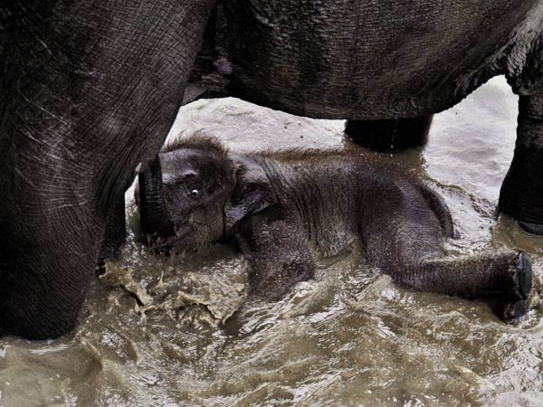 Vandalur zoo workers caring an elephant kid… Vandalur zoo workers caring an elephant kid…