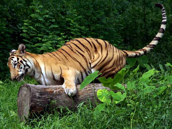 Scare at Vandalur as tiger goes 'missing' from enclosure in zoo Scare at Vandalur as tiger goes 'missing' from enclosure in zoo