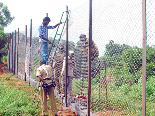 Scare at Vandalur as tiger goes 'missing' from enclosure in zoo Scare at Vandalur as tiger goes 'missing' from enclosure in zoo