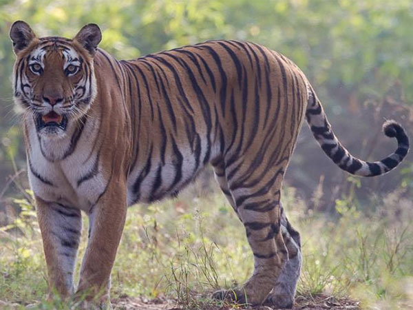 தப்பியோடிய புலிகள்...
