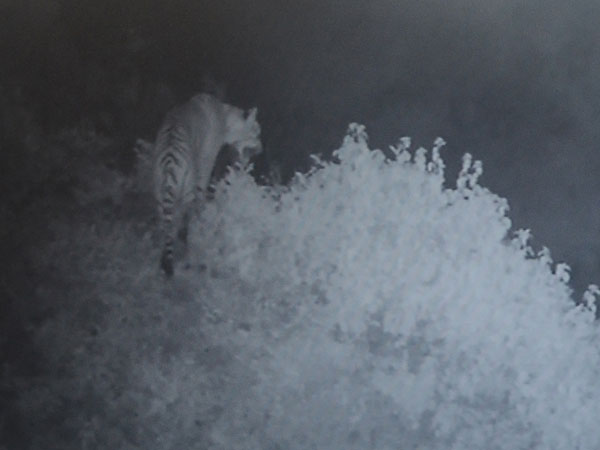 Relief after CCTV shows ‘missing’ tigress Relief after CCTV shows ‘missing’ tigress
