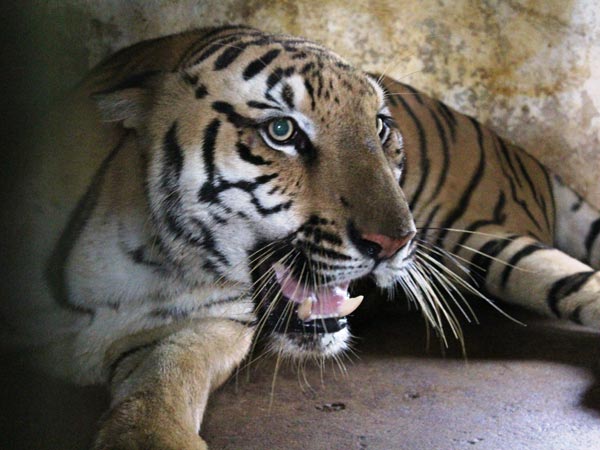 Missing Tiger Nethra caught at Zoo Missing Tiger Nethra caught at Zoo