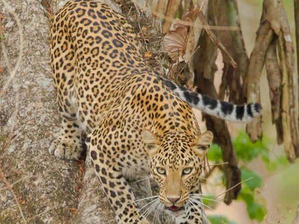 People feared for leopard in Kadaiyam… People feared for leopard in Kadaiyam…