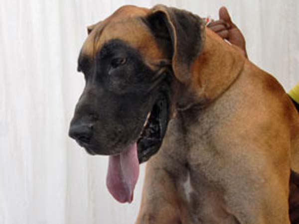 Stray dog who attended Chinese students lectures is poisoned by University officials Stray dog who attended Chinese students lectures is poisoned by University officials