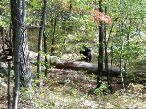 Indian-origin student took bear's photos before it killed him Indian-origin student took bear's photos before it killed him