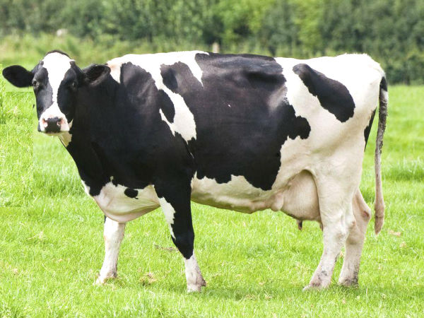 Will govt regularise private milk sale in Karur? Will govt regularise private milk sale in Karur?