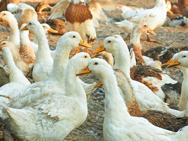கேரளாவில் பறவைக் காய்ச்சல்-  4 லட்சம் வாத்து, கோழிகள் தீ வைத்து அழிப்பு!