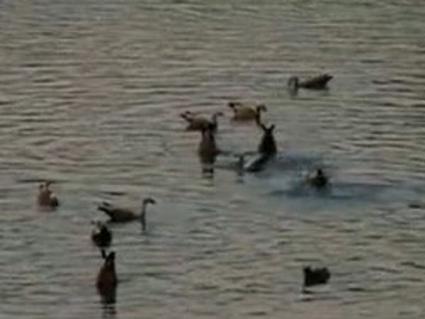 It Happens : Migratory Birds Travels to India It Happens : Migratory Birds Travels to India