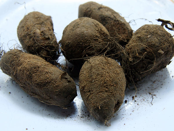 Chinese potato price fell: Farmers unhappy Chinese potato price fell: Farmers unhappy