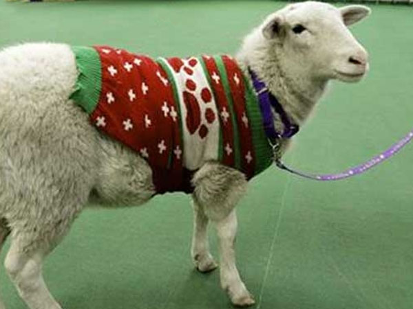 Owner reclaims lost sheep found wearing a red-and-green holiday sweater with leads from Facebook! Owner reclaims lost sheep found wearing a red-and-green holiday sweater with leads from Facebook!