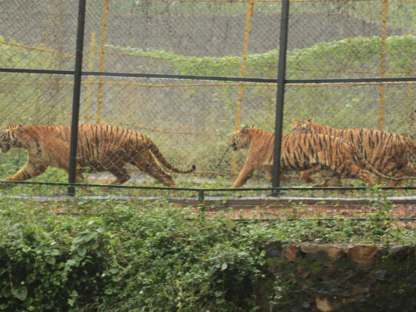 Tiger cubs are back to old place in Vandalur zoo Tiger cubs are back to old place in Vandalur zoo