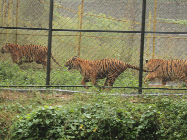 Tiger cubs are back to old place in Vandalur zoo Tiger cubs are back to old place in Vandalur zoo