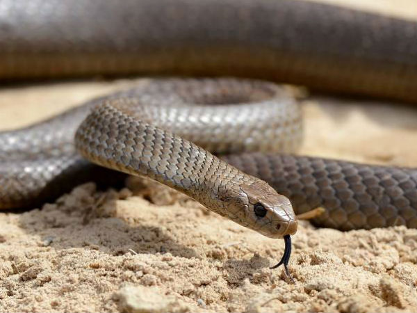 Palladam: Woman dies in snake bite Palladam: Woman dies in snake bite