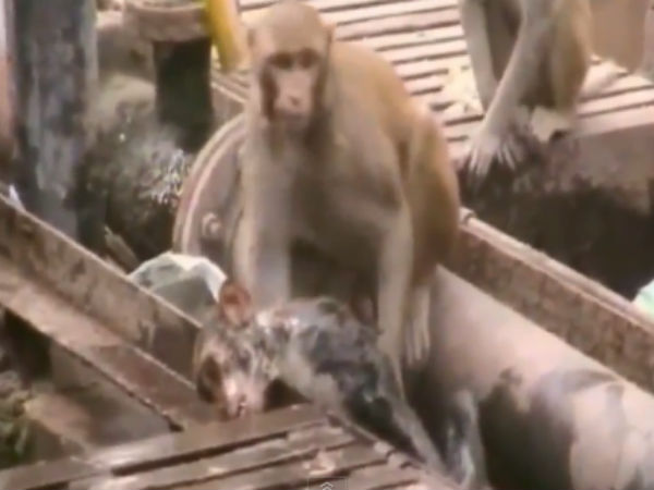 Monkey Revives Electrocuted Friend at Train Station Monkey Revives Electrocuted Friend at Train Station