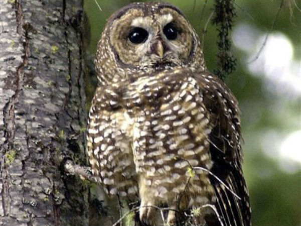 Pair of eagle owls released in West Bank Pair of eagle owls released in West Bank