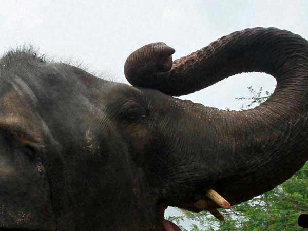 மதம் பிடித்த யானைக்கு மயக்க ஊசி – மருந்து வேலை செய்யாமல் டாக்டரைக் கொன்ற பரிதாபம்