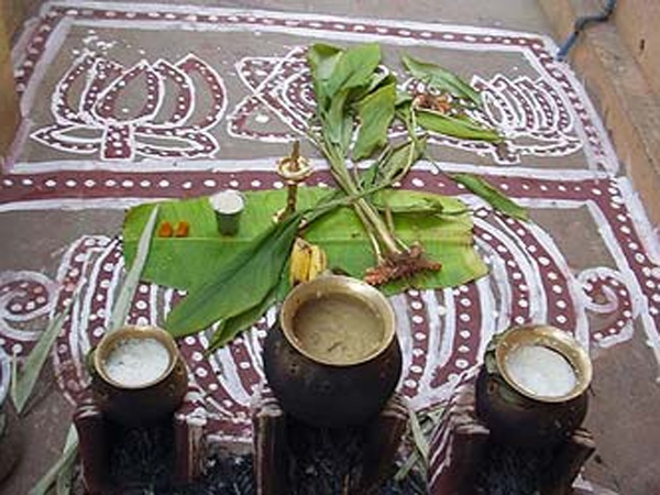 PMK celebrates Pongal festival in Chennai PMK celebrates Pongal festival in Chennai