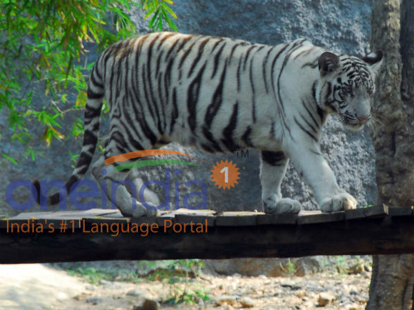 Lakhs throng Vandalur zoo on Kaanum pongal Lakhs throng Vandalur zoo on Kaanum pongal