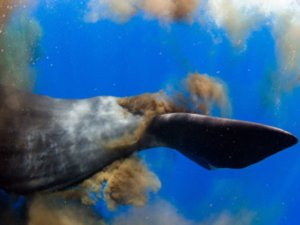 Sperm Whale Submerges Divers In Whirlwind Of Poo Sperm Whale Submerges Divers In Whirlwind Of Poo