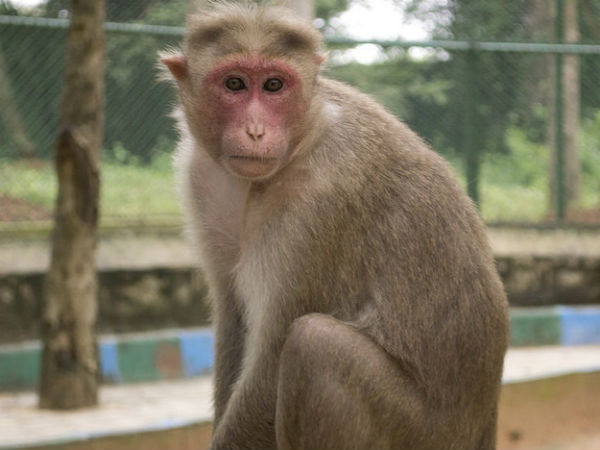 Second monkey caught in Chennai airport Second monkey caught in Chennai airport