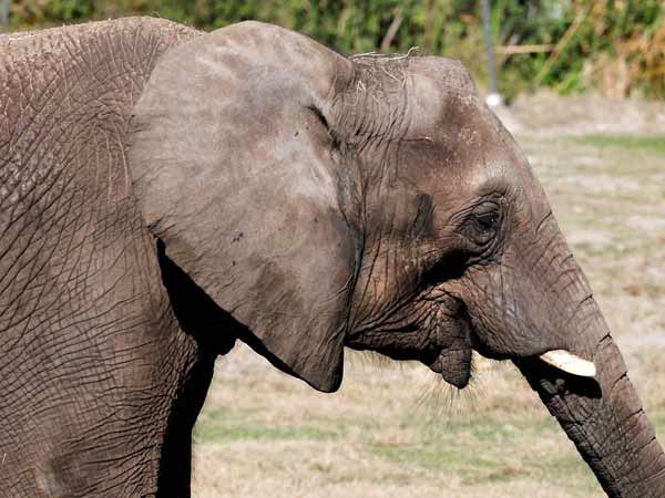 Pazhani temple elephant Kasthuri become young after the camp Pazhani temple elephant Kasthuri become young after the camp