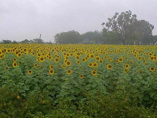 Sunflowers ready to harvest in Tuticorin Sunflowers ready to harvest in Tuticorin