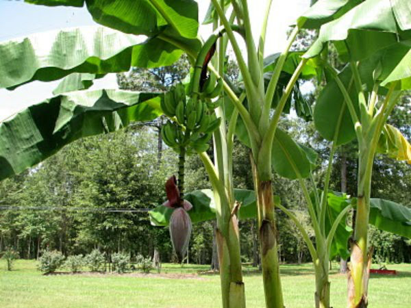 Mahadhanapuram farmer's novel farming lures other farmers Mahadhanapuram farmer's novel farming lures other farmers