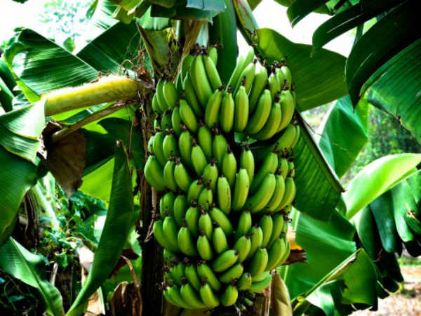 Mahadhanapuram farmer's novel farming lures other farmers Mahadhanapuram farmer's novel farming lures other farmers