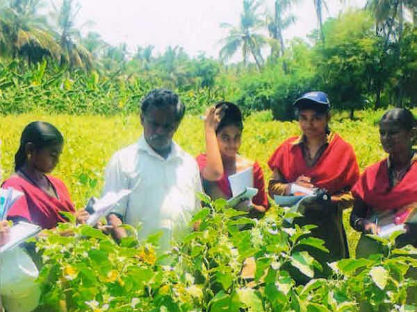 Mahadhanapuram farmer's novel farming lures other farmers Mahadhanapuram farmer's novel farming lures other farmers