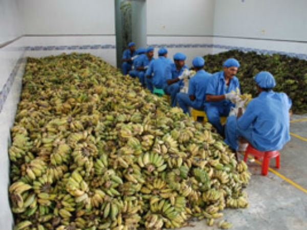 Tons of Panchamithram prepared in Palani Tons of Panchamithram prepared in Palani