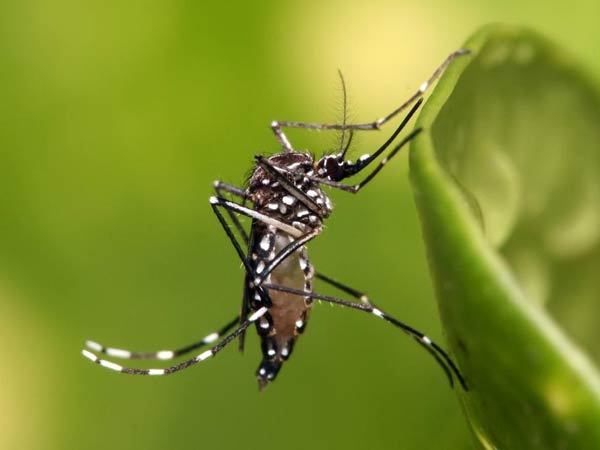 அடையாறு - அண்ணாநகரில்