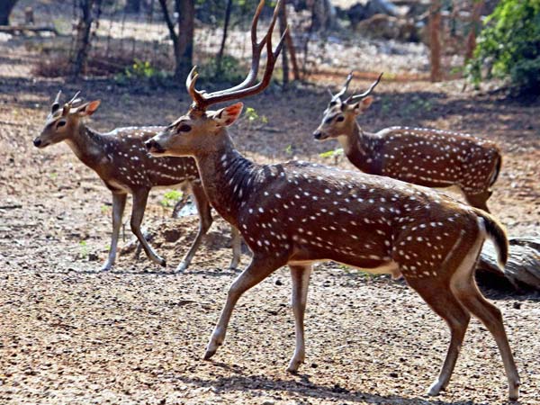 Nellai forest deer bite by dogs… Nellai forest deer bite by dogs…