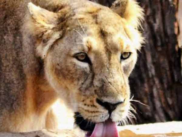 2 lions attack animal keeper in Karnataka 2 lions attack animal keeper in Karnataka